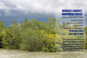 Tigers of Sundarbans
