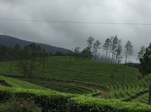 A Road trip to the land of Peace and Tranquility : Munnar