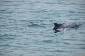 Dolphin Watch 1/1 by Tripoto