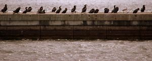The Best Five Birding Sites in Mississippi