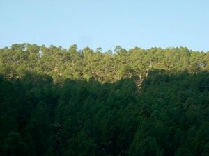 A short getaway to Kausani