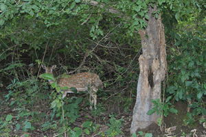 Jim Corbett: Nature's Treat