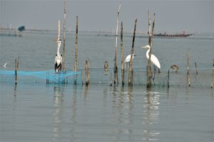 ODISHA- VI: Chilika Lake and The Conference of the Birds