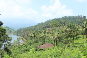 Wayanad - The forests of Kerala