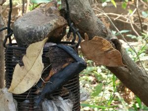 Butterfly Bounty
