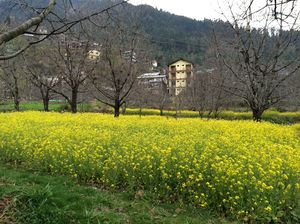 High in the Himalayas - Manali, Kasol, Tosh & Malana