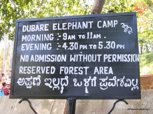 Connect with Elephants in the Dubare Elephant Club