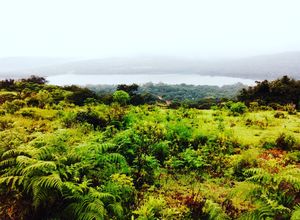Kaas Plateau - Maharashtra's Valley Of Flowers