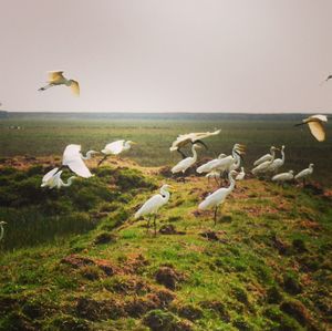 Mangalajodi: Where People Protect Their Birds