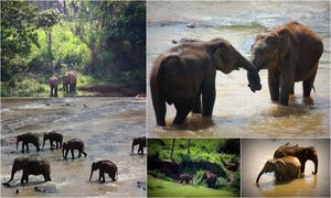 Pinnawala Elephant Orphanage 1/25 by Tripoto