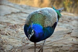 Ranthambore (Rajasthan) - Road trip from Delhi