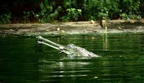 The Indira Gandhi Zoological Park 1/1 by Tripoto