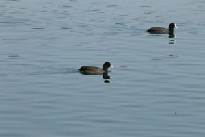 Asan Wetlands - Uttarakhand: A bird watcher's paradise