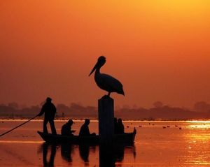 Nalsarovar Bird Sanctuary 1/1 by Tripoto