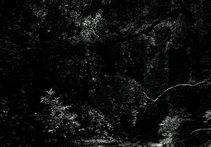 A Walk down a forest trail