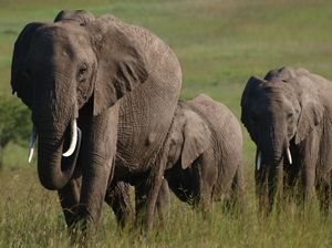Maasai Mara National Reserve 1/2 by Tripoto