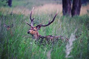 Kanha National Park 1/undefined by Tripoto
