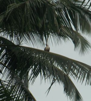 Paradise Lost: Kannur, Kerela