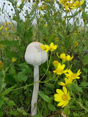 Kaas Plateau: A replica of the Valley of Flowers!