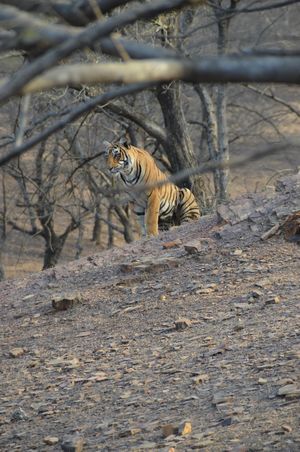 Tryst with the Tigers of Ranthambhore