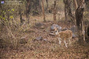 Khajuraho + Panna Tiger Safari