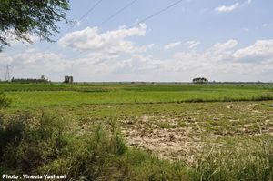Hinterlands of Lucknow