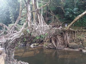 World Longest Living Root Bridge #MEGHALAYA