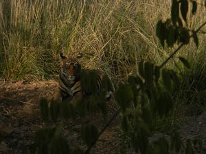 Ranthambore : People talk to animals