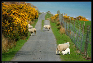Islay 1/1 by Tripoto