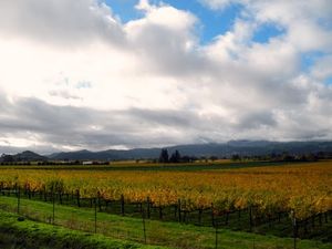 Miner Family Winery 1/1 by Tripoto