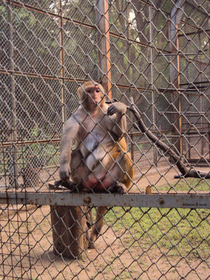 Byculla Zoo 1/1 by Tripoto