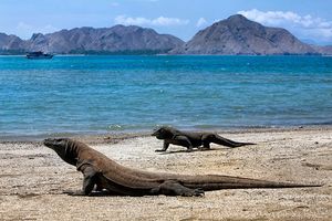 10 Fun Things to Do In Indonesia