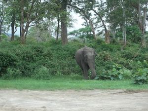 An Adventure of a Lifetime: Explore the Nilgiris with Local Tribes