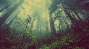 Lungs Of Our Planet: Rainforests In India