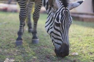 6 days / 5 nights Northern Tanzania