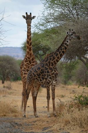 Wildlife Safari: Tanzania