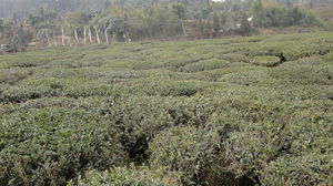 Lush Green Spiritual day at Namchi, Sikkim