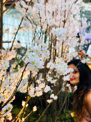 Cherry Blossom:Singapore Is Bathing In Pink And White..