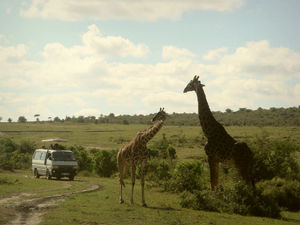 Amazing Kenya Wildlife Safaris