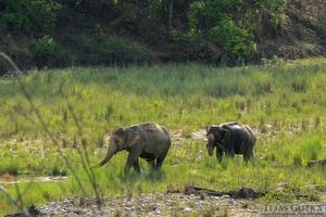 Memorable Experience: Jim Corbett National Park