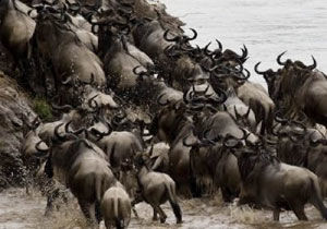Experience the Great African Migration: Masai Mara