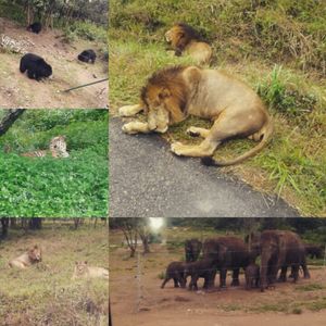 Road trip to safari – Bannerghatta Biological Park