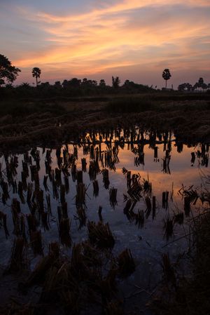 The Trip: Kuldiha Forest