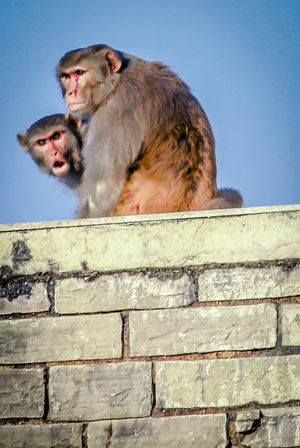 CHANDERI - Lost Architectural Gem of India