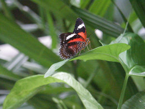 Australian Butterfly Sanctuary 1/1 by Tripoto