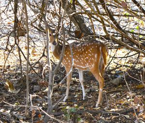 Into The Wild - Glorious Gir