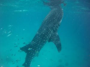 A Whale of a Time! Cebu, Philippines