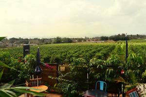 One day trip to Sula Vineyards