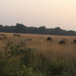 Jim Corbett Safari - Straight from the heart !