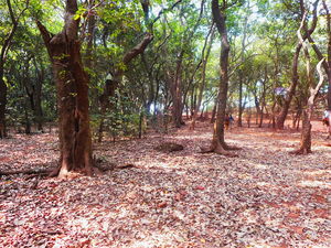 A walk into the woods